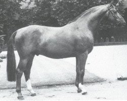 stallion Dior (Westphalian, 1981, from Dialekt)