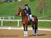 dressage horse Fürstengold M (Hanoverian, 2003, from Fürstenreich)