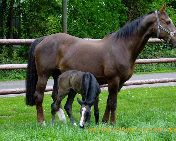 broodmare Genesis (Westphalian, 1992, from General I)