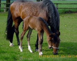 broodmare Dramatik V (Westphalian, 1994, from Debütant)