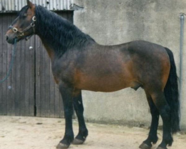 horse Flagmount Diamond (Irish Draft Horse, 1976, from King of Diamonds)