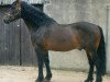 stallion Flagmount Diamond (Irish Draft Horse, 1976, from King of Diamonds)