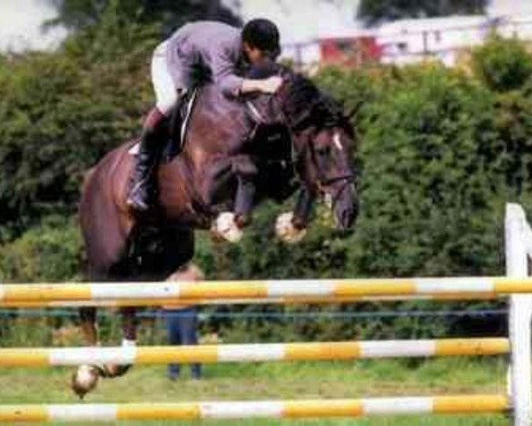 stallion Crosstown Dancer (Irish Draft Horse, 1990, from Flagmount Diamond)