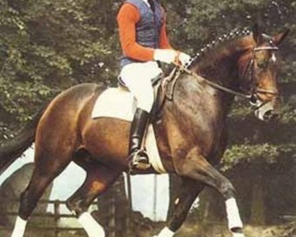 stallion Welt As (Oldenburg, 1977, from Weltmeister)