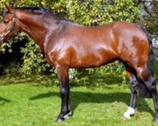 stallion Ricardo Z (Zangersheide riding horse, 1994, from Rebel Z II)