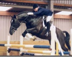 stallion Vechta 6 (KWPN (Royal Dutch Sporthorse), 1991, from Voltaire)