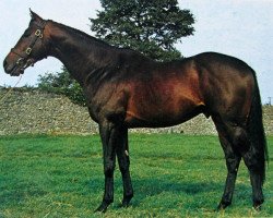 stallion Fine Blade xx (Thoroughbred, 1968, from Fortino II xx)