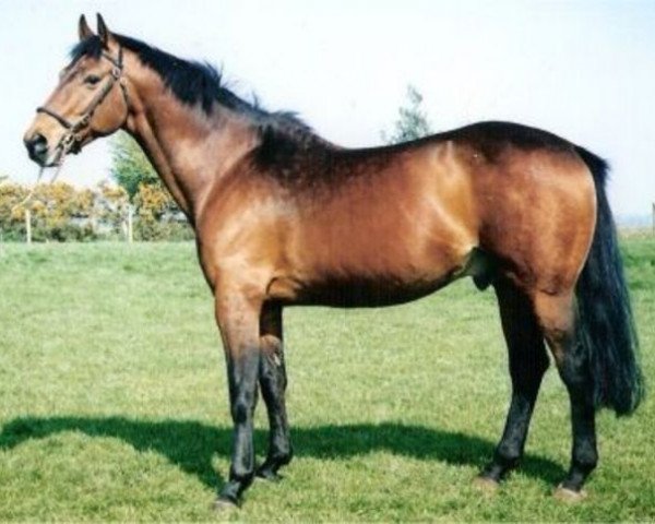 Deckhengst Rantis Diamond (Irish Sport Horse, 1989, von Diamond Lad)