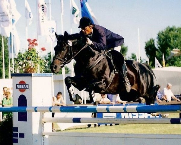stallion Igeret (KWPN (Royal Dutch Sporthorse), 1990, from Mytens xx)