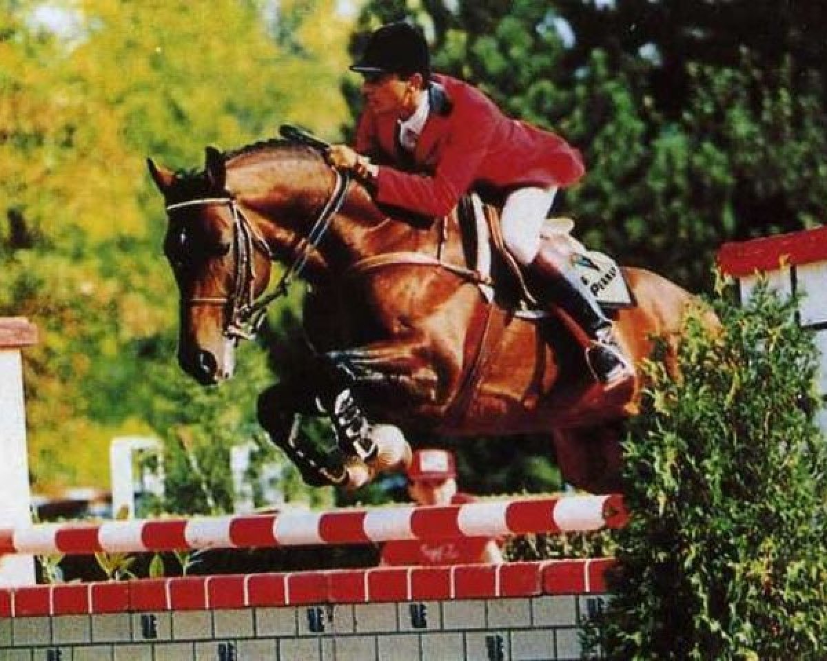 Deckhengst Jalienny AA (Anglo-Araber, 1975, von Enny AA)