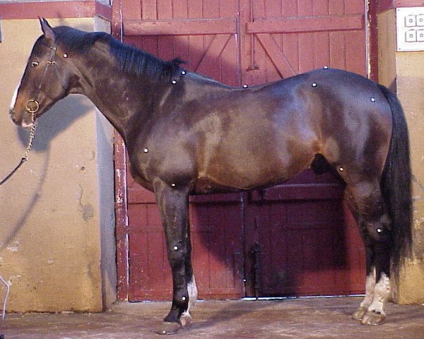 stallion Osier du Maury AA (Anglo-Arabs, 1990, from Jalienny AA)