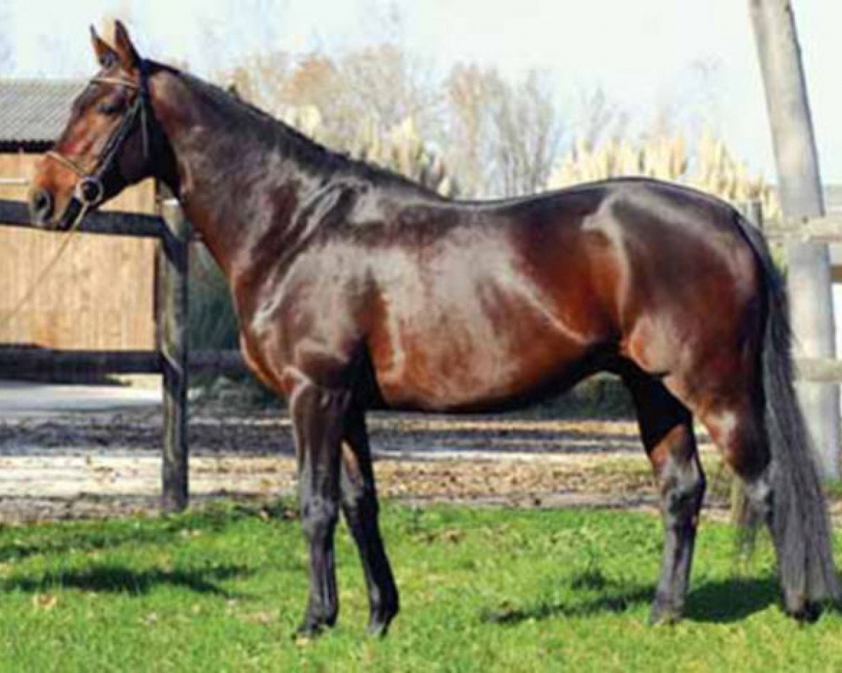 Deckhengst King Size AA (Anglo-Araber, 1998, von Osier du Maury AA)
