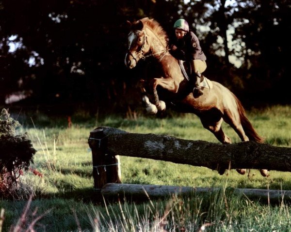 Pferd Magic Muffin (Schwedisches Reitpony, 1991, von Brave Star)