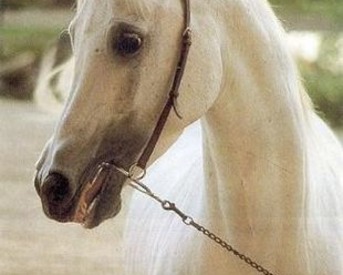 stallion Anchor Hill Halim ox (Arabian purebred, 1970, from Hadbah 1957 ox)