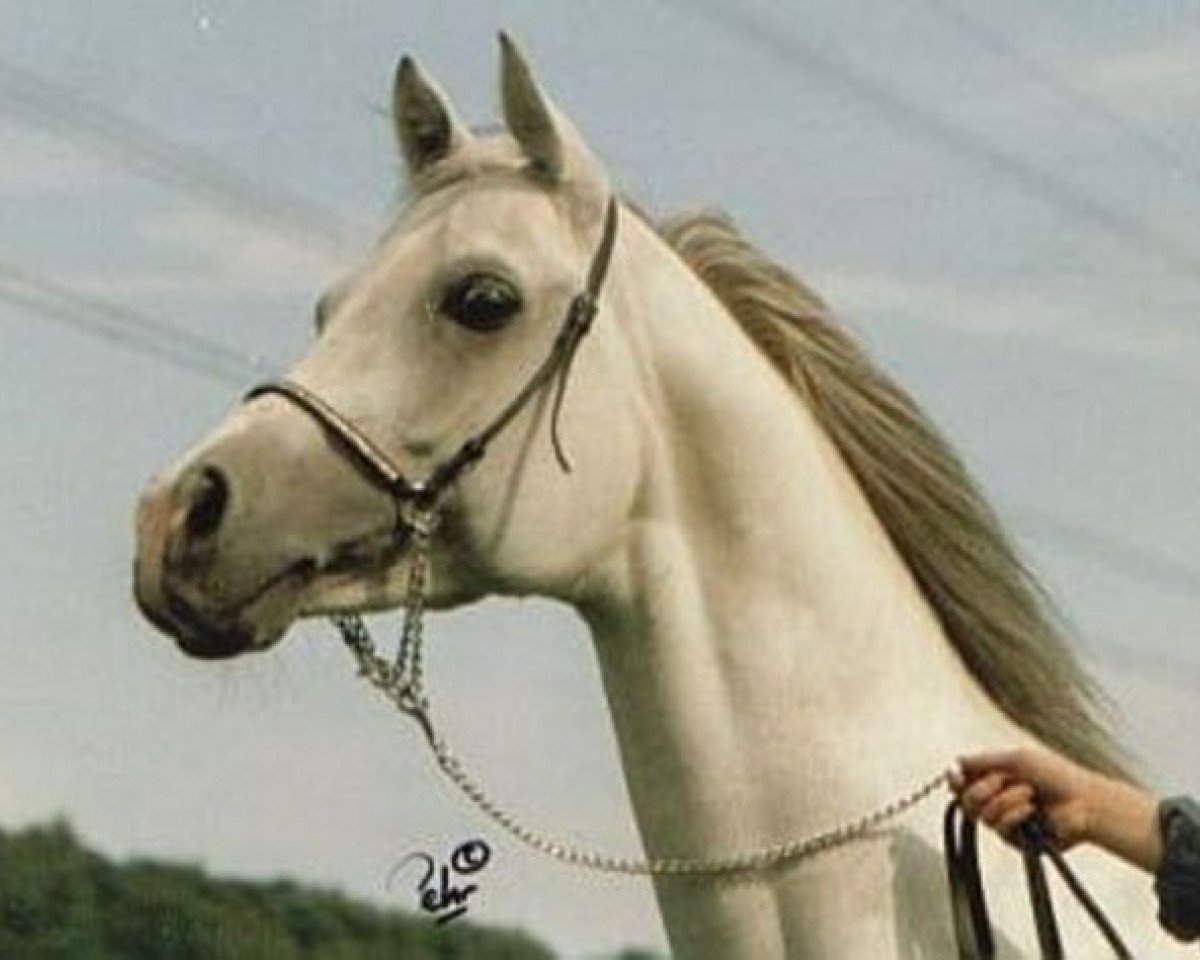 stallion Amun El Kantar ox (Arabian purebred, 1978, from Anchor Hill Halim ox)