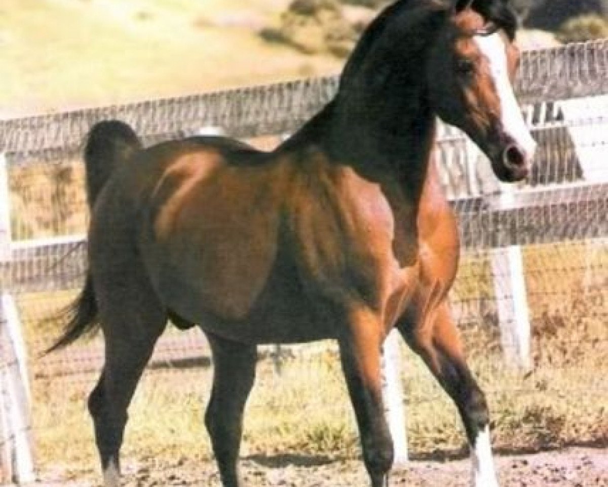 stallion Naivnyi ox (Arabian purebred, 1965, from Arax 1952 ox)