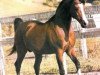 stallion Naivnyi ox (Arabian thoroughbred, 1965, from Arax 1952 ox)