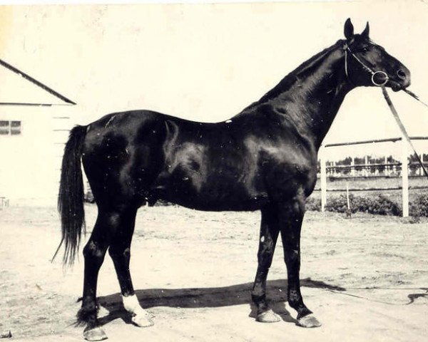 stallion Wympel (Russian Trakehner, 1959, from Welt)