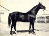stallion Wympel (Russian Trakehner, 1959, from Welt)