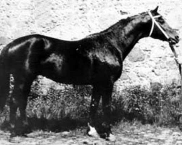 stallion Elever (Russian Trakehner, 1970, from Wympel)