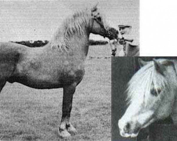 stallion Lyn Cwmcoed (Welsh-Cob (Sek. C), 1960, from Coed Coch Madog)