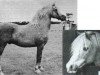 stallion Lyn Cwmcoed (Welsh-Cob (Sek. C), 1960, from Coed Coch Madog)