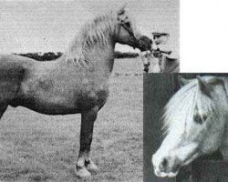 Deckhengst Lyn Cwmcoed (Welsh-Cob (Sek. C), 1960, von Coed Coch Madog)