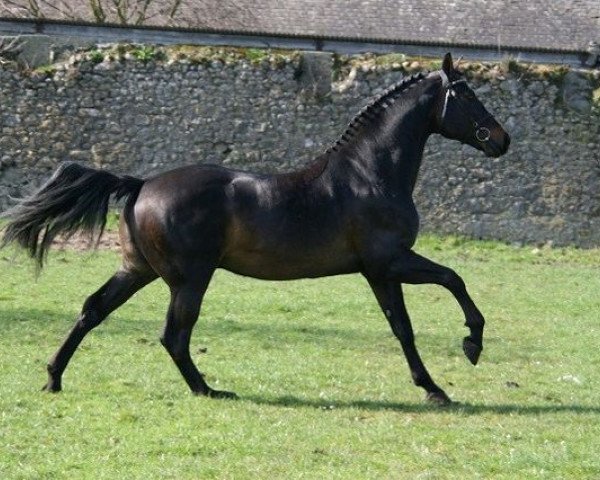 stallion Radolin (Dutch Warmblood, 1998, from Monaco)