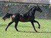 stallion Radolin (KWPN (Royal Dutch Sporthorse), 1998, from Monaco)