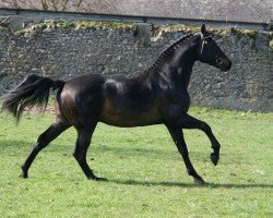 stallion Radolin (KWPN (Royal Dutch Sporthorse), 1998, from Monaco)