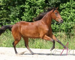 Pferd Kings Katie Bonanza (Quarter Horse, 2010, von Mr King Raffles)