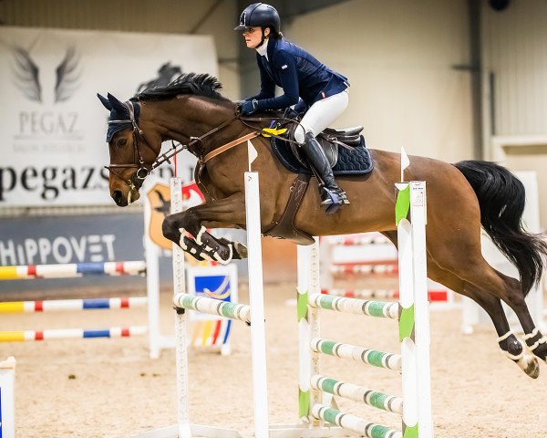 broodmare Calotta 42 (German Sport Horse, 2015, from Casskeni II)
