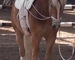 horse Alf 295 (Haflinger, 2004, from Aktant)