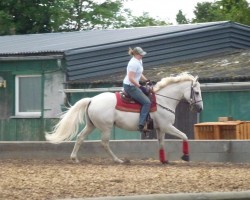 Pferd Orion 130 (Trakehner, 1996, von Kalif)