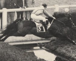 stallion Italic (Selle Français, 1974, from Carnaval xx)