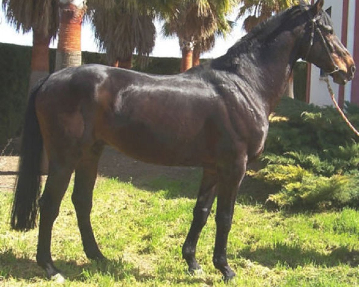 stallion Tresor du Renom AA (Anglo-Arabs, 1985, from Italic)
