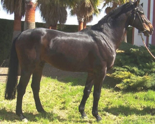 stallion Tresor du Renom AA (Anglo-Arabs, 1985, from Italic)