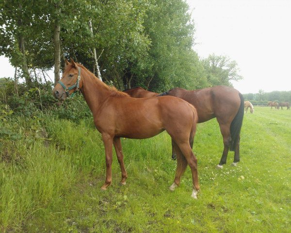 dressage horse Destiny's D. Diamond (Oldenburg, 2011, from Wynton)