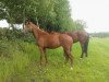 dressage horse Destiny's D. Diamond (Oldenburg, 2011, from Wynton)