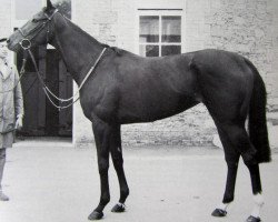 broodmare Dance Machine xx (Thoroughbred, 1982, from Green Dancer xx)