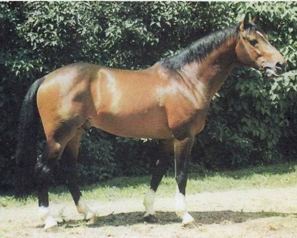 stallion Gressini (Holsteiner, 1989, from Grundyman xx)