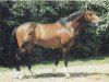 stallion Gressini (Holsteiner, 1989, from Grundyman xx)