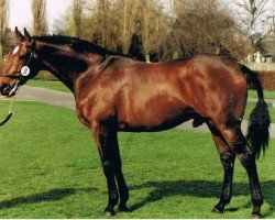 stallion Krisinsky xx (Thoroughbred, 1986, from Nijinsky xx)