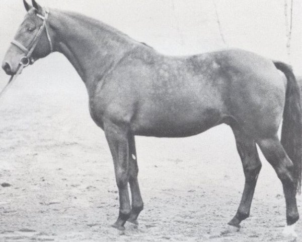 stallion Stanley (Holsteiner, 1970, from Sable Skinflint xx)