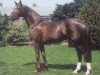 stallion Bonheur (Hanoverian, 1993, from Brentano II)