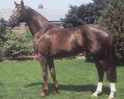 stallion Bonheur (Hanoverian, 1993, from Brentano II)