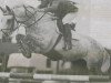 Deckhengst Diamond Lad (Irish Draught Horse, 1976, von King of Diamonds)