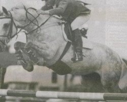 Deckhengst Diamond Lad (Irish Draught Horse, 1976, von King of Diamonds)