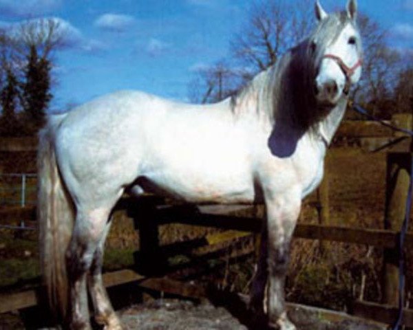 Deckhengst All The Diamonds (Irish Draught Horse, 1995, von Diamond Lad)
