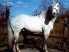 Deckhengst All The Diamonds (Irish Draught Horse, 1995, von Diamond Lad)